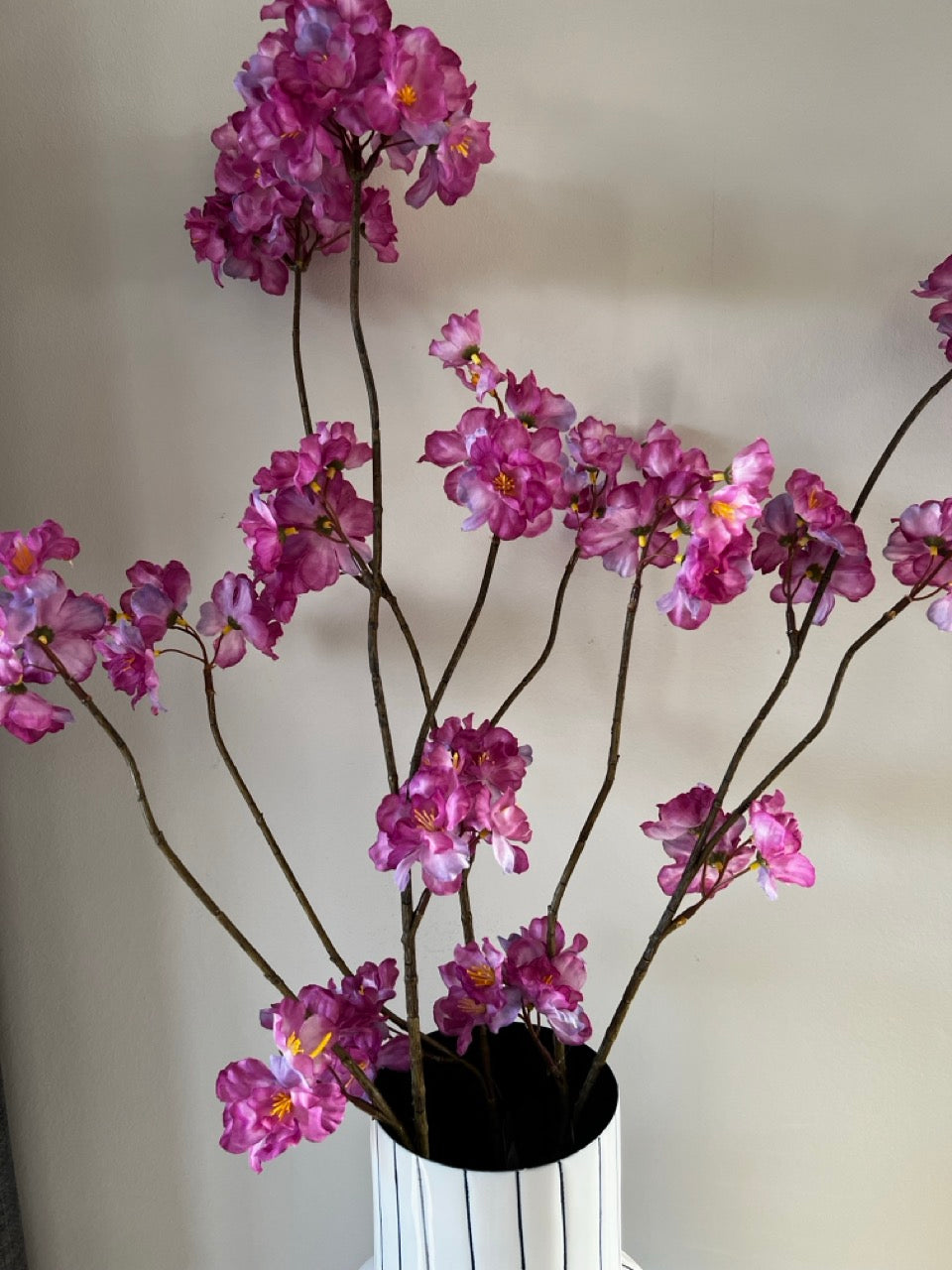 Tak Japanse sierkers (Prunus Malaga) - 84 cm hoog - Lavendel