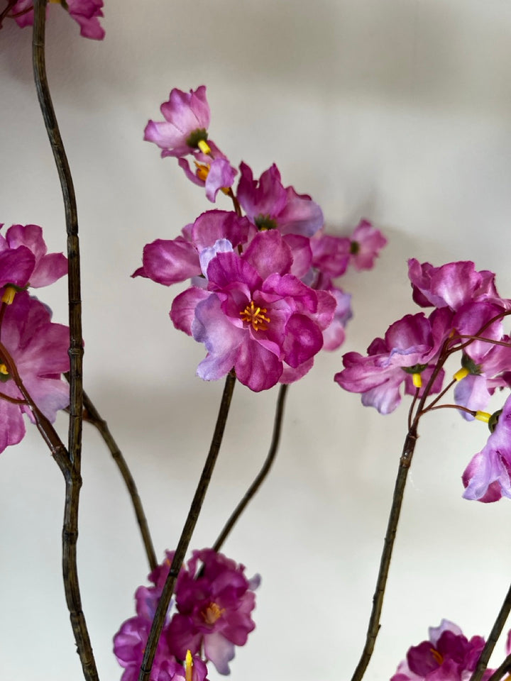 Tak Japanse sierkers (Prunus Malaga) - 84 cm hoog - Lavendel