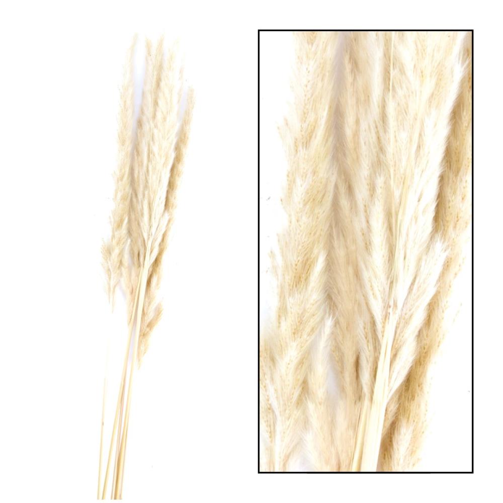 Gedroogde bloemen - pampas kattenstaartjes - creme 6 stuks - 65 tot 75 cm