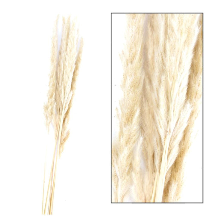 Gedroogde bloemen - pampas kattenstaartjes - creme 6 stuks - 65 tot 75 cm