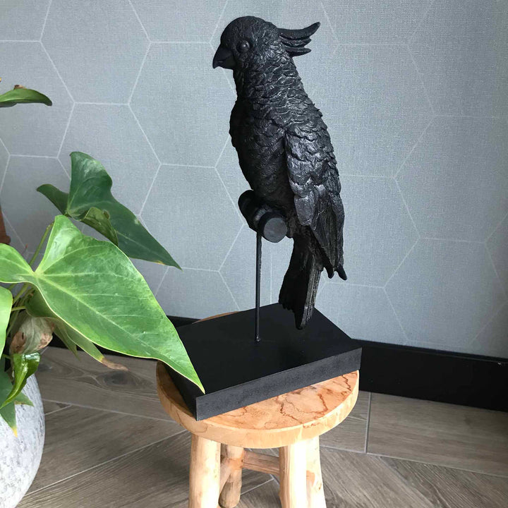 Kaketoe zwart op standaard sfeerfoto