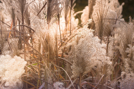 Pluizende pampas pluimen