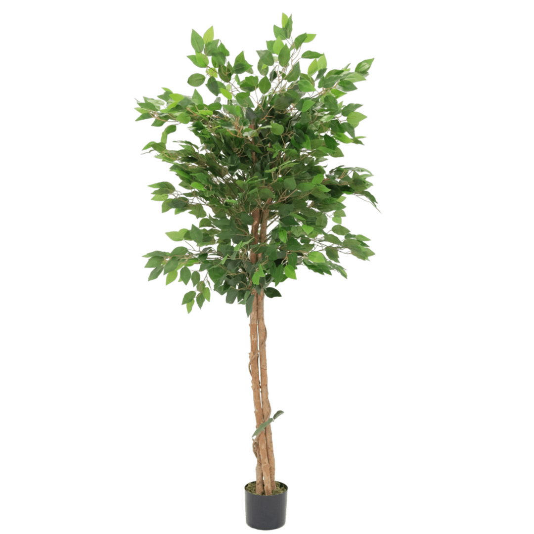 Kunst Ficus - 150cm hoog