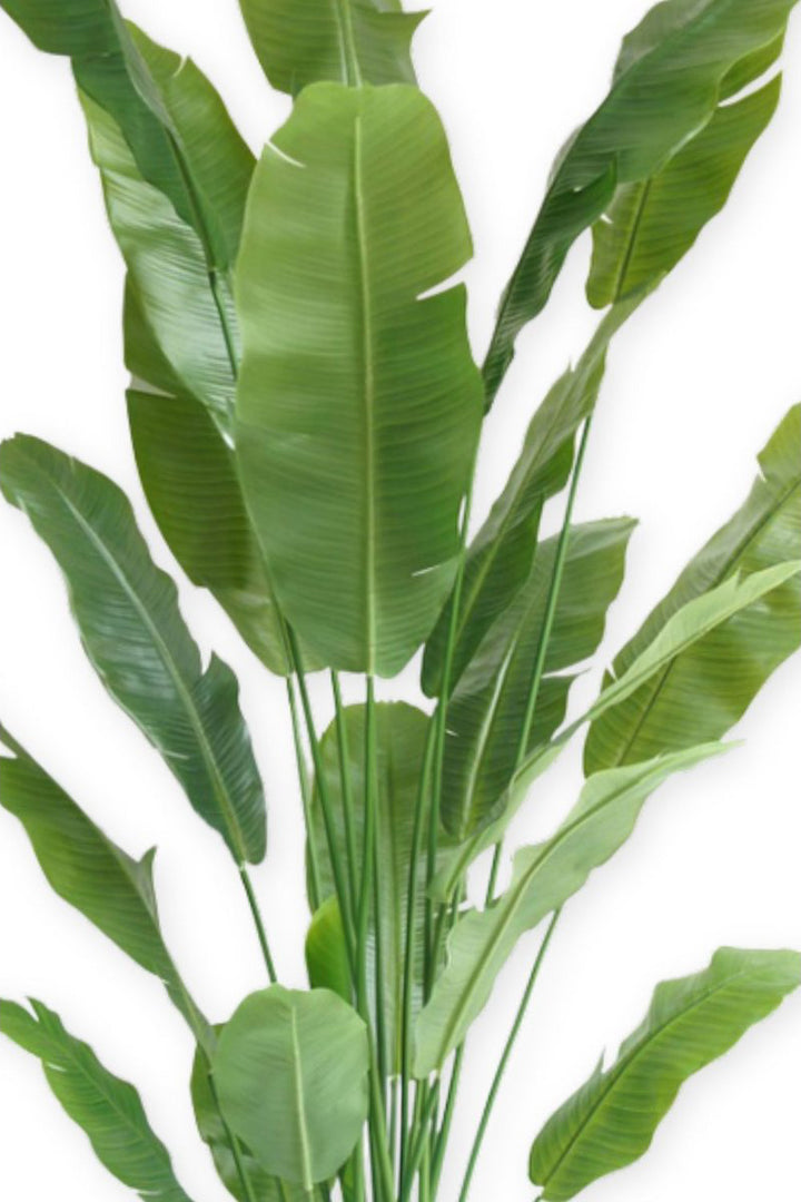 Strelitzia Kunstplant - 210cm hoog