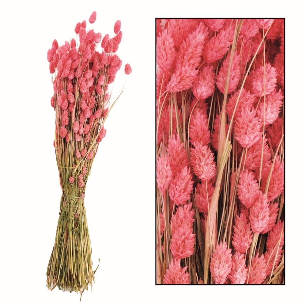 Droogbloemen bundel 'Phalaris' nature - ↑76 cm - roze