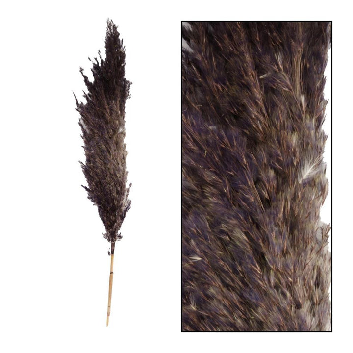 Dried flowers - pampas plumes - black 6 pieces