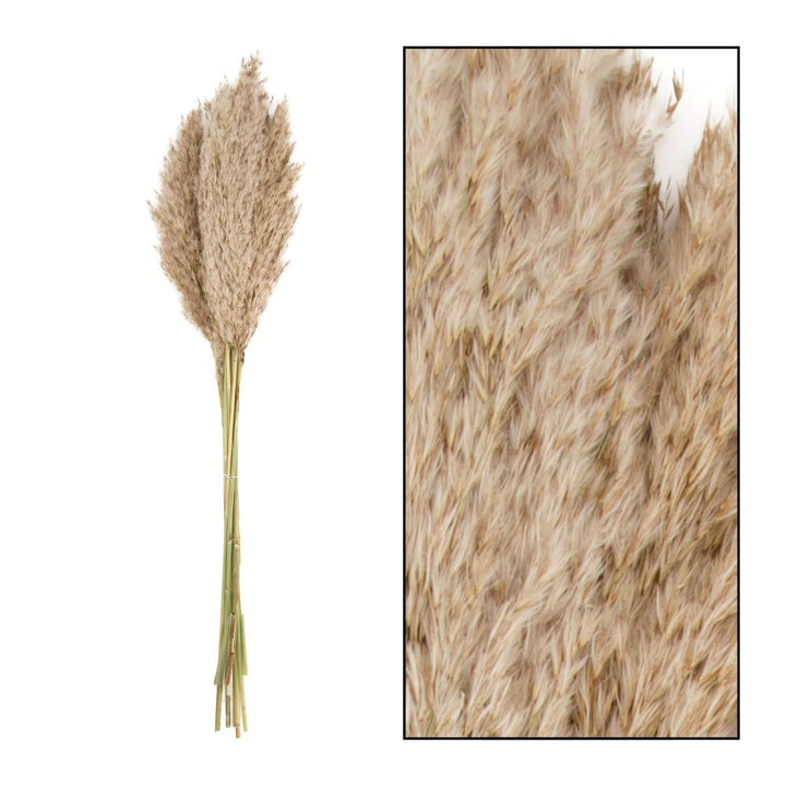 Droogbloemen - Volle pampas pluimen - Wild Reed 70 gram - 65 tot 75 cm