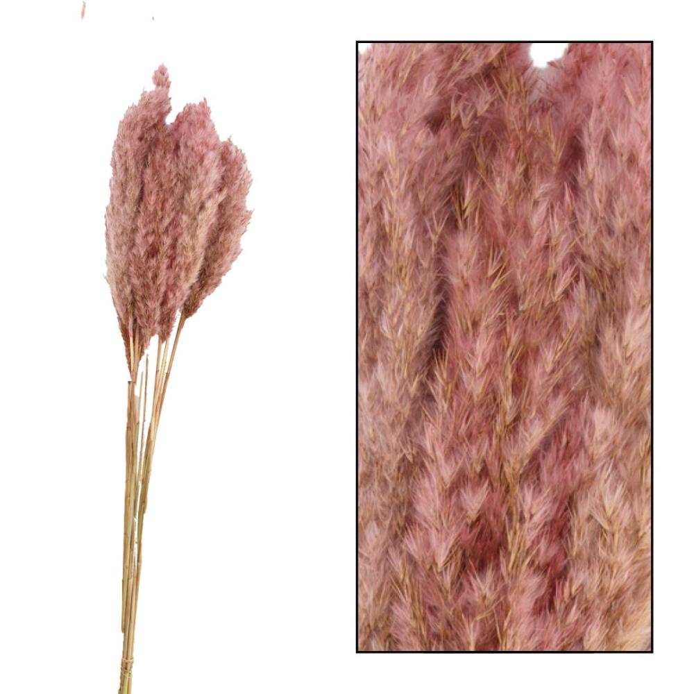 Droogbloemen - pampas pluimen - Pretty Pink 70 gram - 65 tot 75 cm