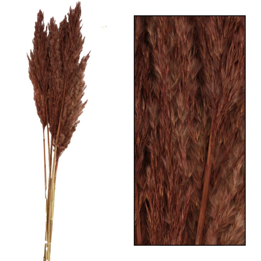 Droogbloemen - pampas pluimen - Wild Brown 70 gram - 65 tot 75 cm
