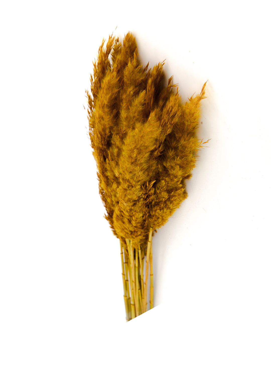 Gedroogde bloemen - riet pluimen - Oker geel 70 gram