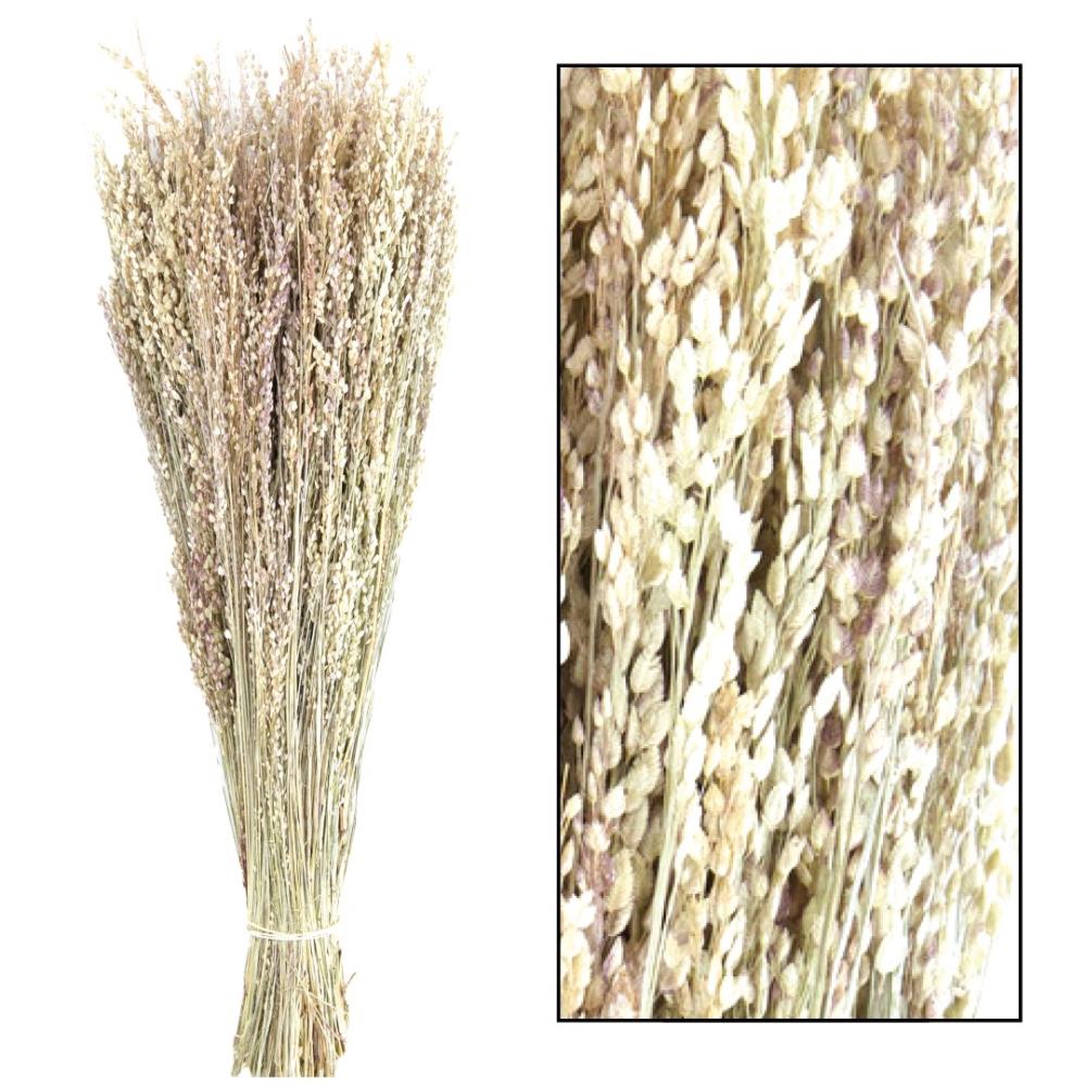 Droogbloemen bundel 'Star grass'  - ↑50 cm - White wash