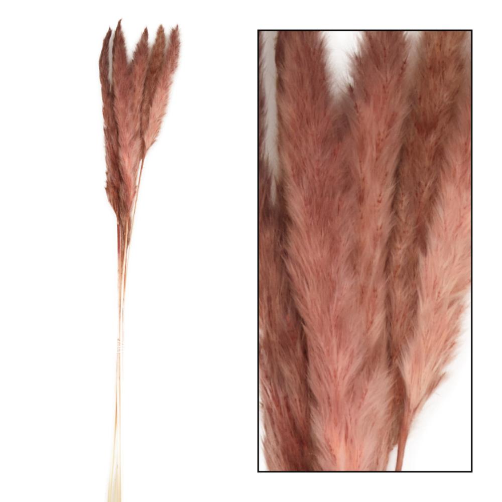 Droogbloemen - pampas pluimen - Natural Pink 70 gram - 65 tot 75 cm